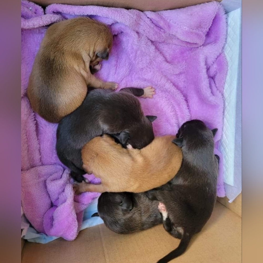 🐶💓LIVE NOW💓🐶 HELP US HELP THEM SHOP OUR 🐕🐈🐾RESCUE CLOSET - Picture 7 of 14